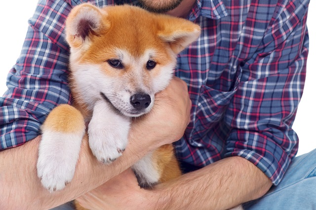 柴犬が抱っこを嫌がる その理由や 正しい抱っこの仕方はこれ