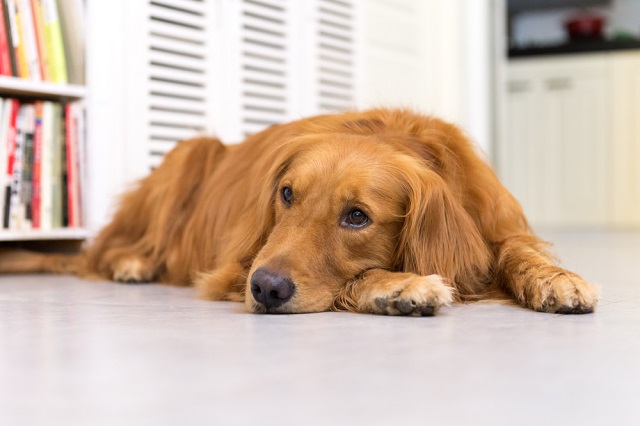 犬が吐くときの原因はこれ 症状 対処法 見分け方などを徹底解説