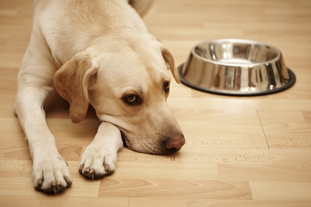 犬が下痢をする原因は 何日も続く 嘔吐もある時はどうすればいい