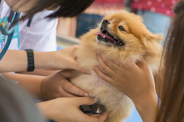 犬が吐くときの原因はこれ 症状 対処法 見分け方などを徹底解説