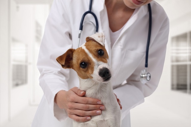 犬が吐くときの原因はこれ 症状 対処法 見分け方などを徹底解説