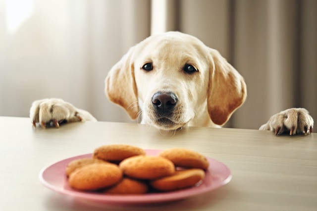 犬が下痢をする原因は 何日も続く 嘔吐もある時はどうすればいい