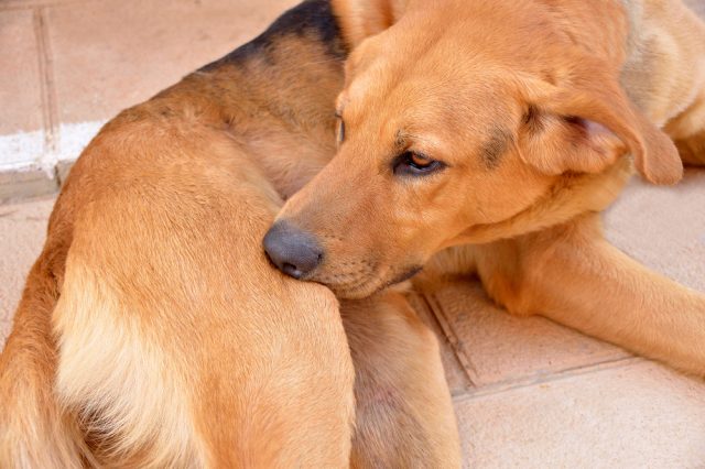 犬に多い皮膚病の種類 かさぶたや体が臭い原因は 薬だけで治る