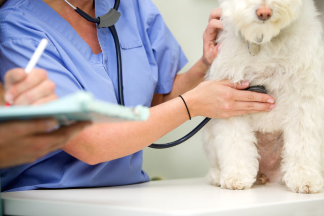 犬が血便をする原因と対処法 下痢や嘔吐 黒い便をした時は要注意
