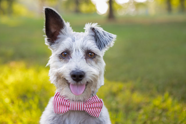 犬のかっこいい 可愛い名前まとめ ランキングよりも響きが大事