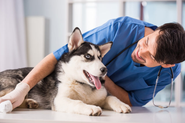 犬の血尿は元気があっても油断禁物 原因や考えられる病気は何