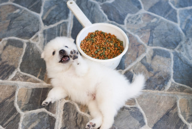 子犬がご飯を食べないのは何が原因 考えられる6つの理由と対処法