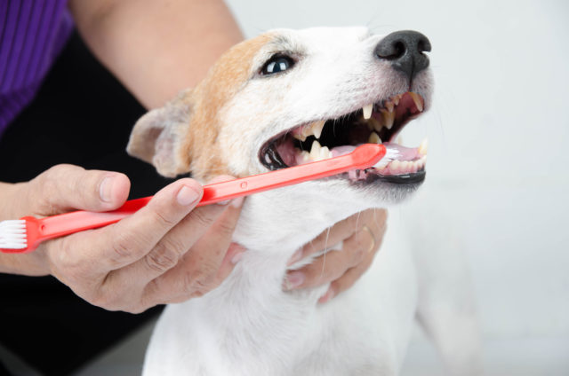 歯磨きを嫌がる犬にはこのやり方を おすすめグッズも活用しよう