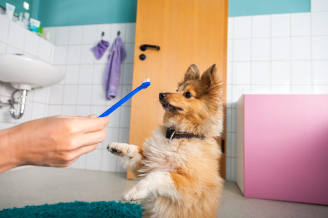 歯磨きを嫌がる犬にはこのやり方を おすすめグッズも活用しよう
