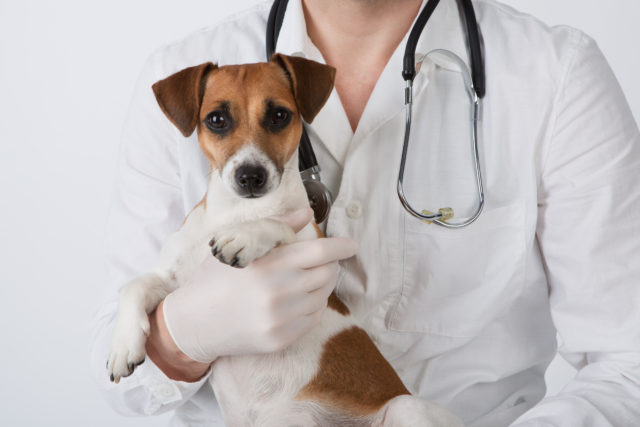 犬がぶどうで中毒を起こす量は 食べてしまった時の症状や対処法は