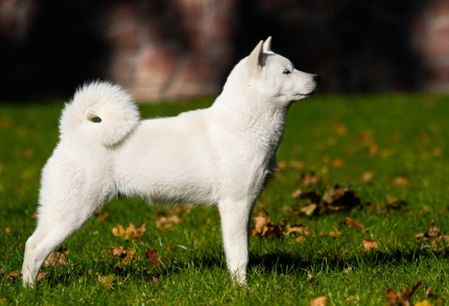 北海道犬はどんな性格をしているの 特徴は 飼い方は難しい