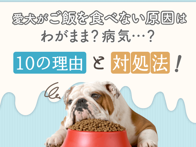 評判どう？】モグワンドッグフードを6年あげている私の口コミ評価！