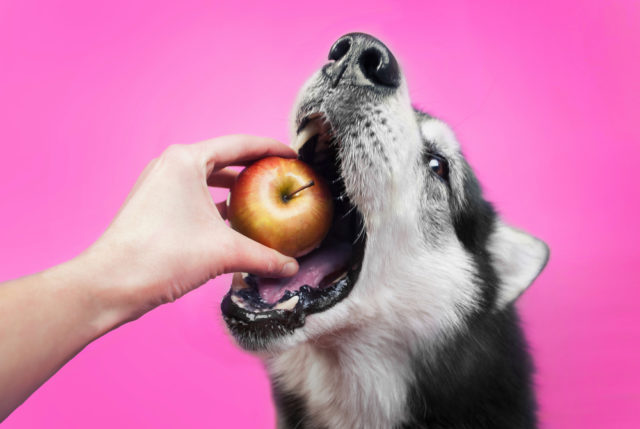 犬はりんごを食べていいの りんごジュースやリンゴ酢は大丈夫