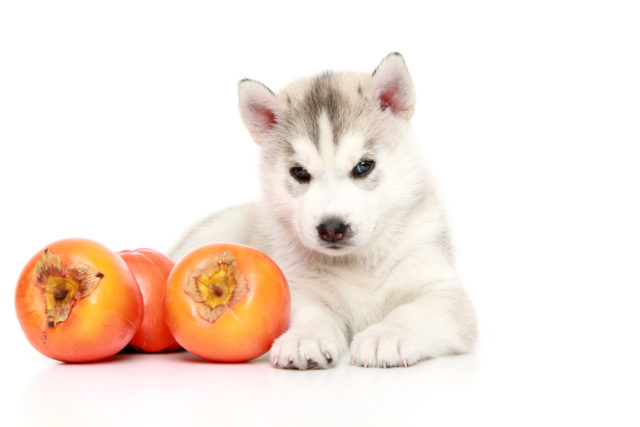 犬は柿を食べていいの 柿の種やアレルギーは大丈夫 注意点を解説