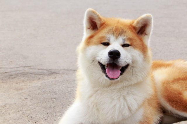 犬好きプーチン大統領が飼っている秋田犬 ゆめ が超かわいい