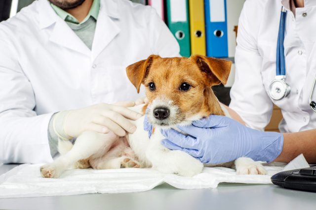 致死量は意外と低い 犬が玉ねぎで中毒症状を起こす理由と量を解説