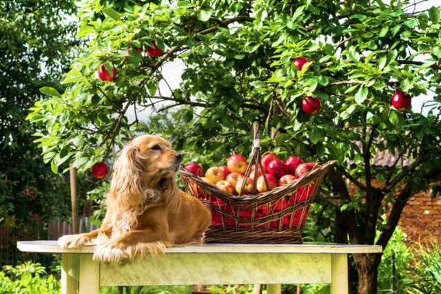 犬はりんごを食べていいの りんごジュースやリンゴ酢は大丈夫