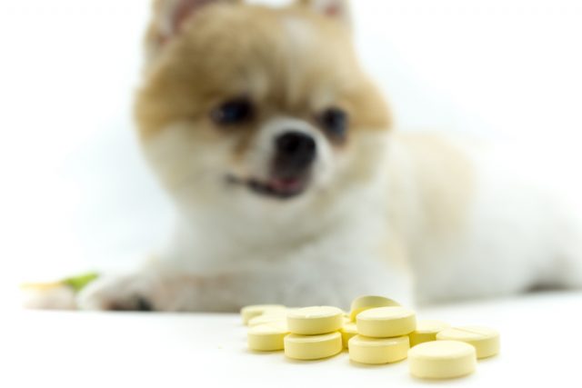犬の皮膚病にはどんな薬が使われるの 市販薬や人間の薬でも大丈夫
