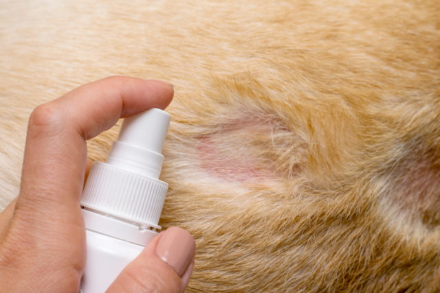 犬に多い皮膚病の種類 かさぶたや体が臭い原因は 薬だけで治る