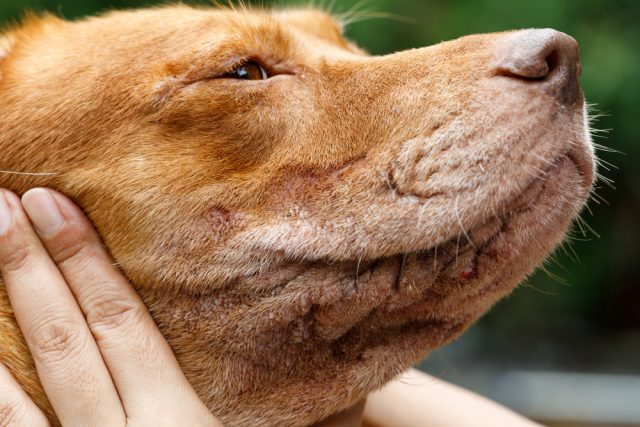 犬にかさぶたができる原因って何 皮膚病や腫瘍の可能性もあるの