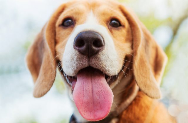 愛犬の口や息が魚臭い 考えられる3つの原因と対策方法はこれ