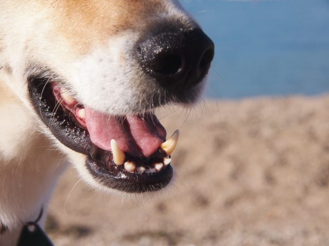 愛犬の口や息が魚臭い 考えられる3つの原因と対策方法はこれ