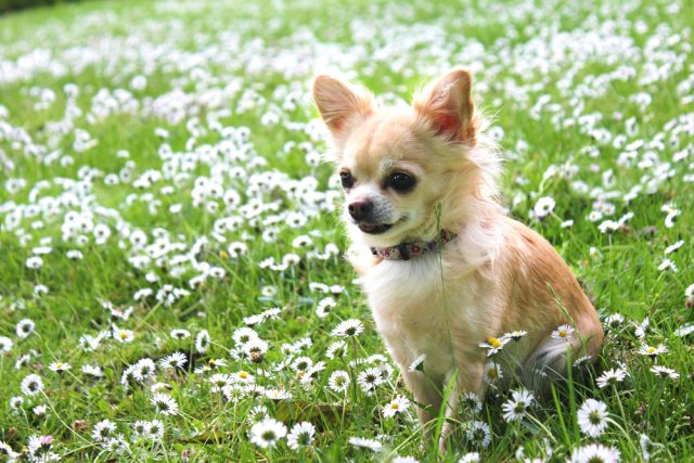 最高齢は何歳 チワワの平均寿命と長生きする飼い方のコツまとめ