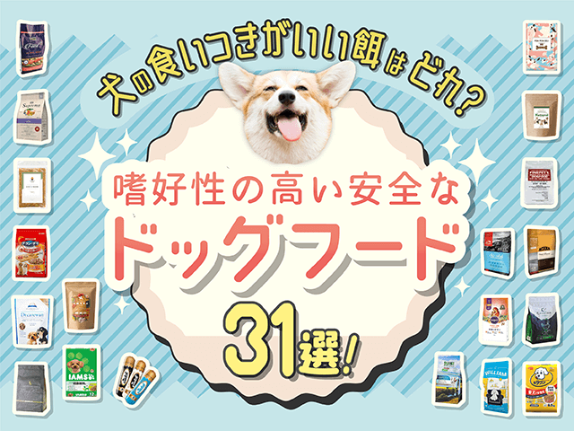 食いつきの良いドッグフードランキング記事のサムネイル