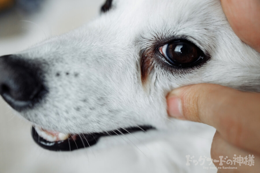 犬の瞳