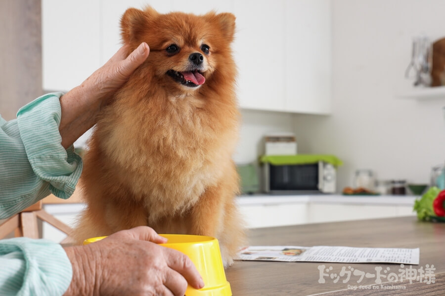 シニア犬のポメラニアン