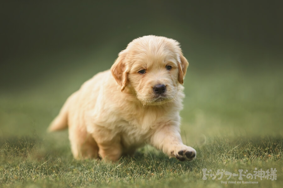 ラブラドールの子犬