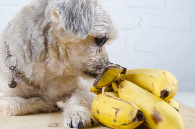 犬はバナナを食べれるの 子犬も大丈夫 量や注意点などを解説