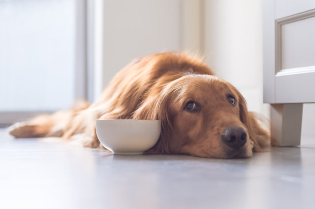 老犬がご飯を食べないのは病気が原因 考えられる6つの理由と対処法