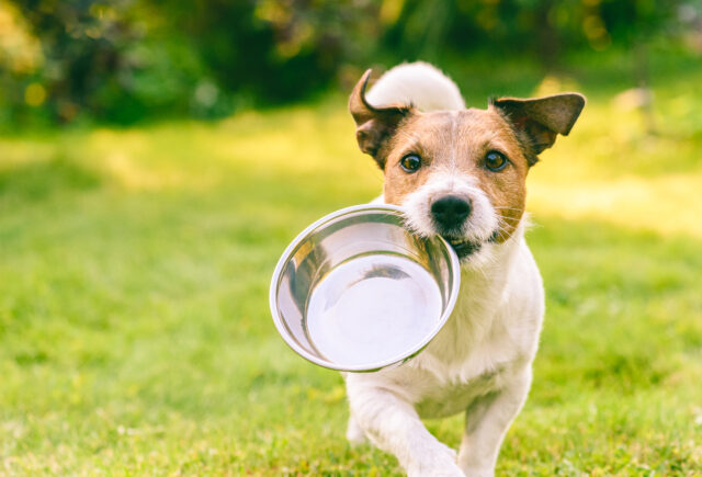 モグワン給餌量】成犬・子犬・シニア犬別フード量の確認方法と注意点！