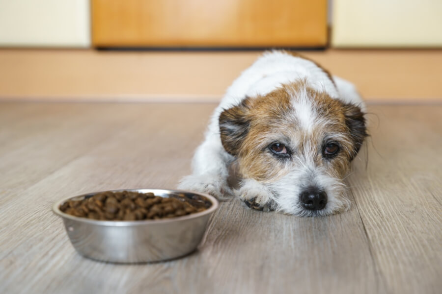 ドッグフードを食べない犬