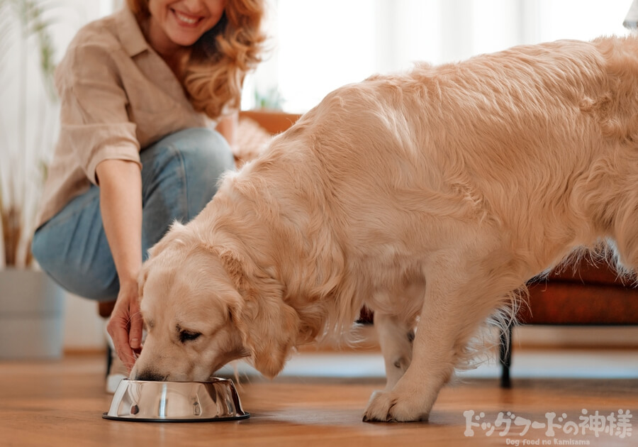 コスパ最強】おすすめドッグフード30選！安全で安い犬の餌は？