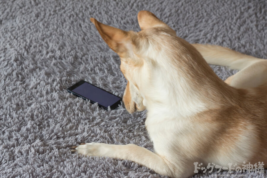 犬がスマホを見ている