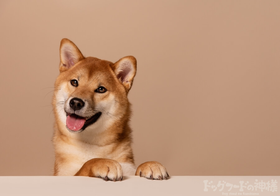 柴犬がフードを待っている