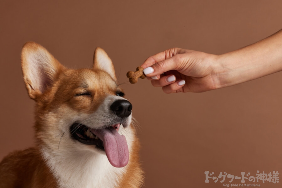 人間から餌を手渡しされている犬