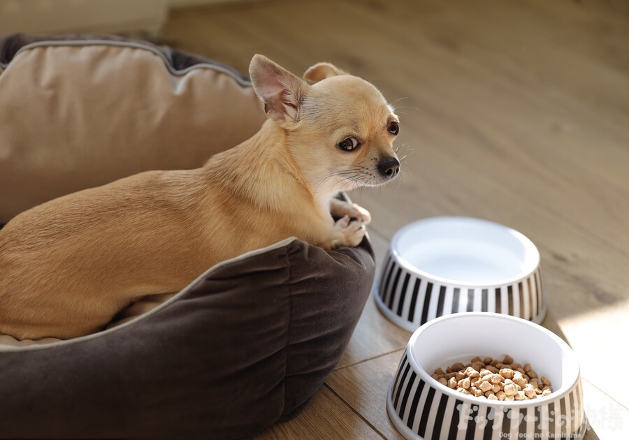 コスパ最強】おすすめドッグフード30選！安全で安い犬の餌は？