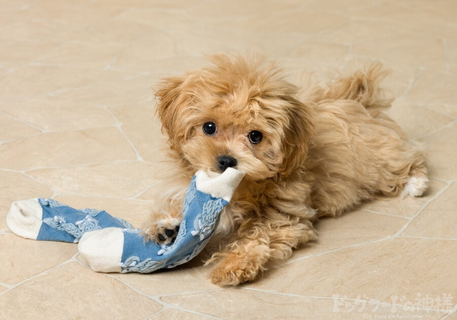 くつしたを加えた子犬