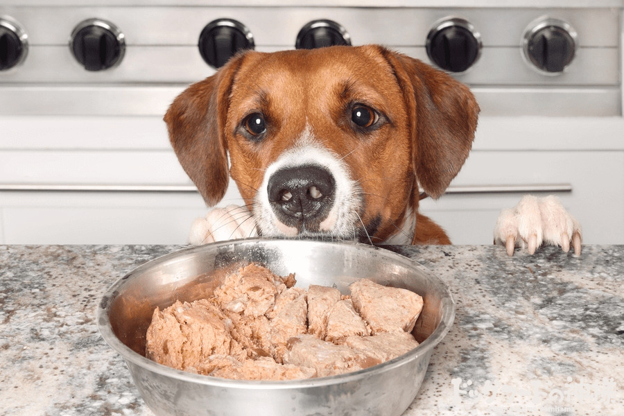 餌を見つめる犬