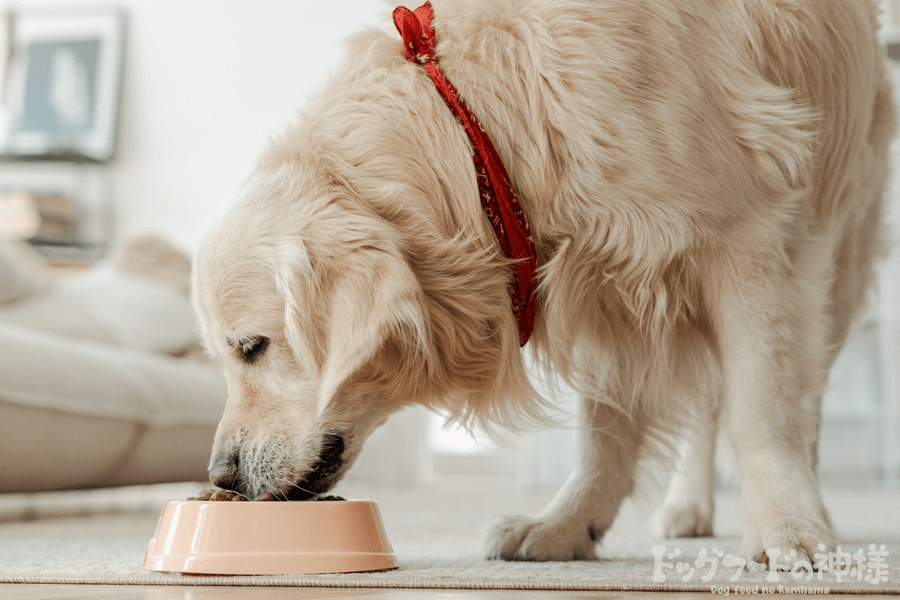 犬が餌を食べようとしている