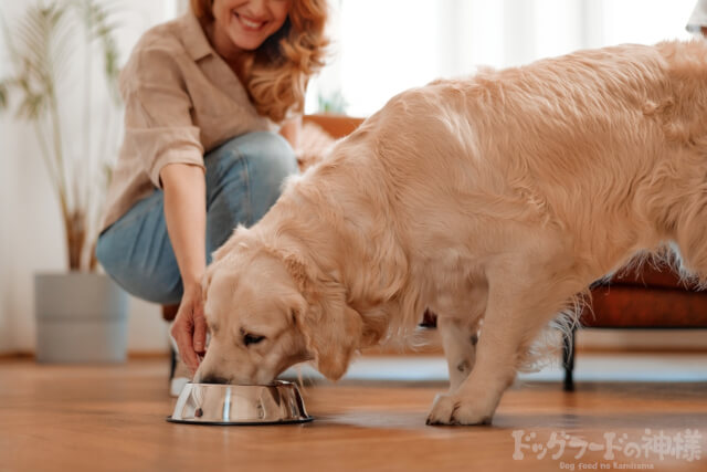 犬にドッグフードを与えている