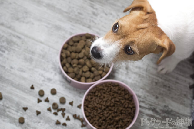 ドッグフードを食べる犬