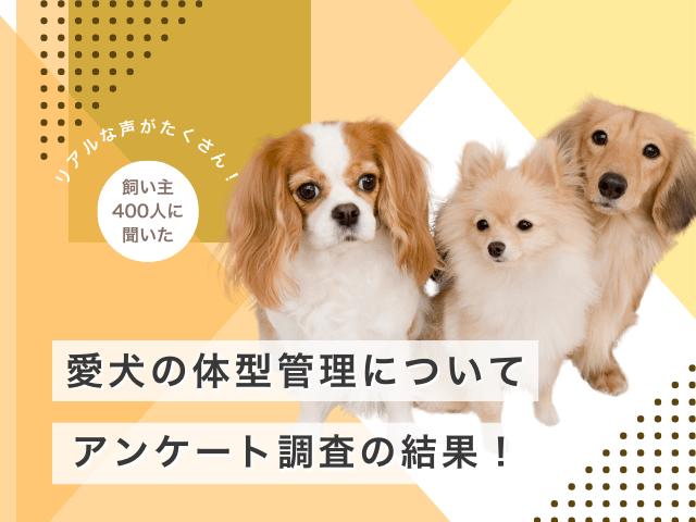 体型管理に関するアンケート記事のサムネイル