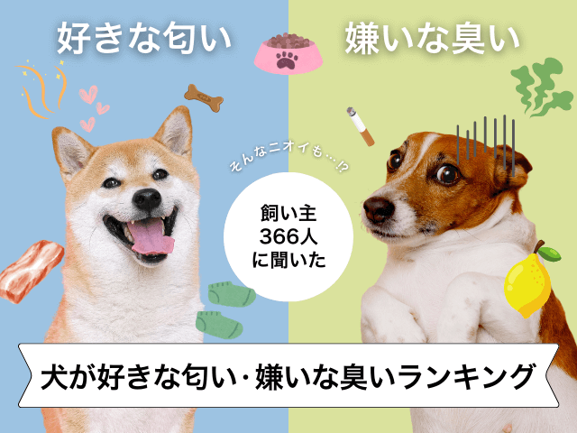 愛犬が好きな匂い・嫌いな臭いのサムネイル