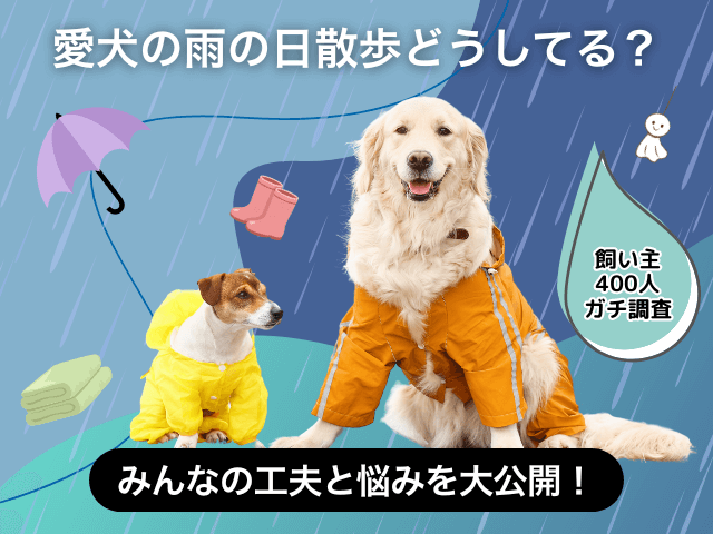 愛犬の雨の日散歩に関するアンケート記事のサムネイル