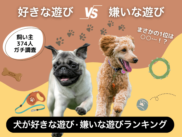 愛犬が好きな遊び・嫌いな遊びのサムネイル