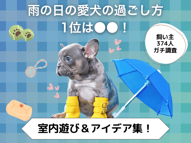 雨の日の愛犬の過ごし方についての記事のサムネイル